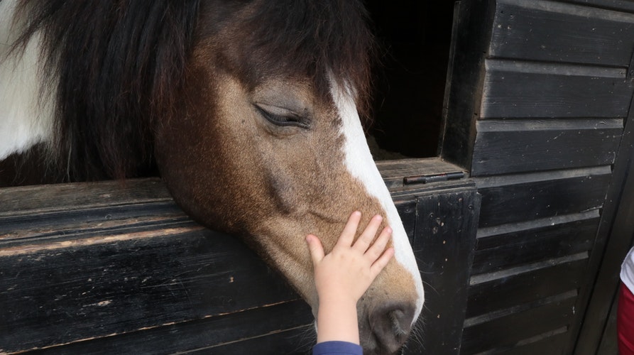 Meet Sarah- What it's like being a Clinical Social Worker [who works with horses]